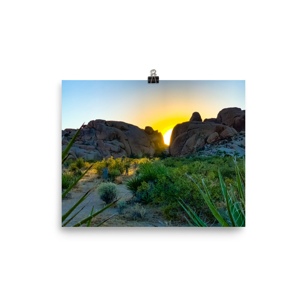 Sunset Joshua Tree