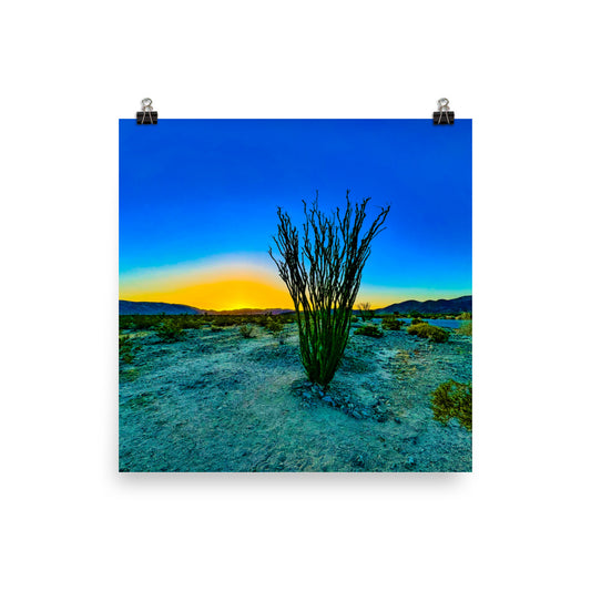 Ocotillo Patch Joshua Tree