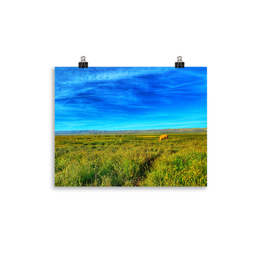 Carrizo Plains National Park