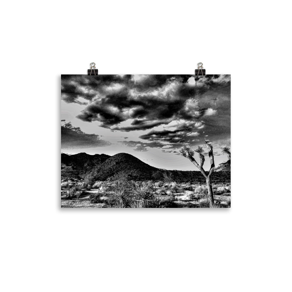 B&W Joshua Tree