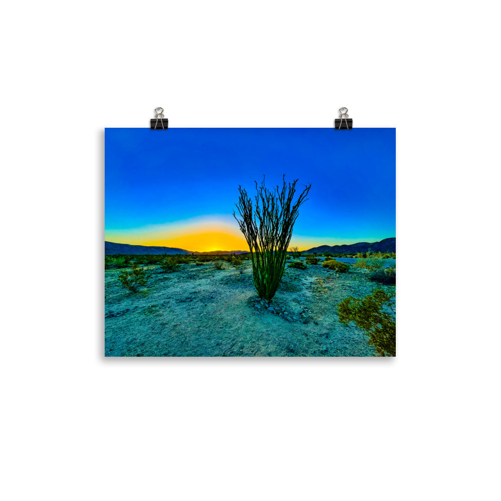 Ocotillo Patch Joshua Tree