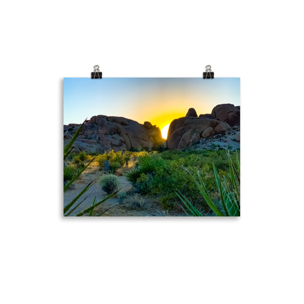 Sunset Joshua Tree