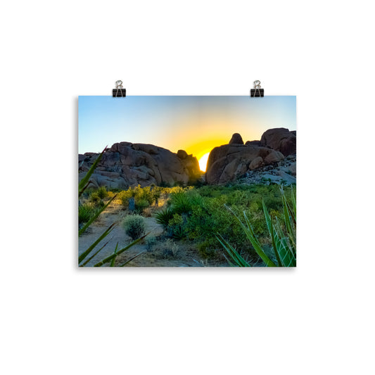 Sunset Joshua Tree