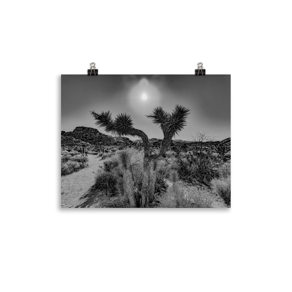 Joshua Tree in full bloom