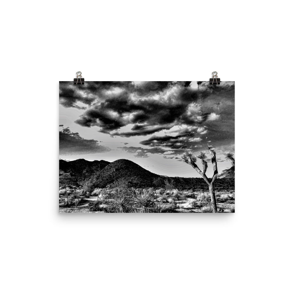 B&W Joshua Tree