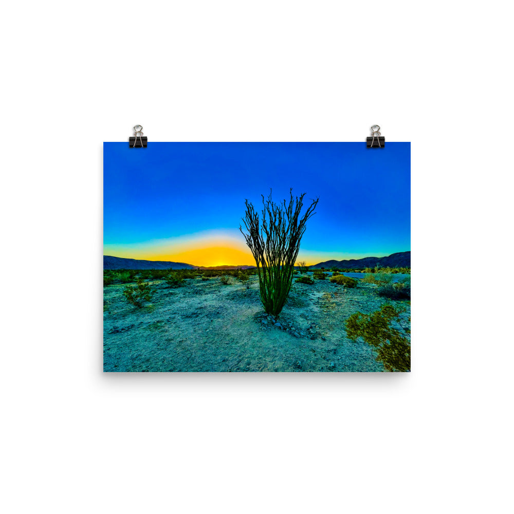 Ocotillo Patch Joshua Tree