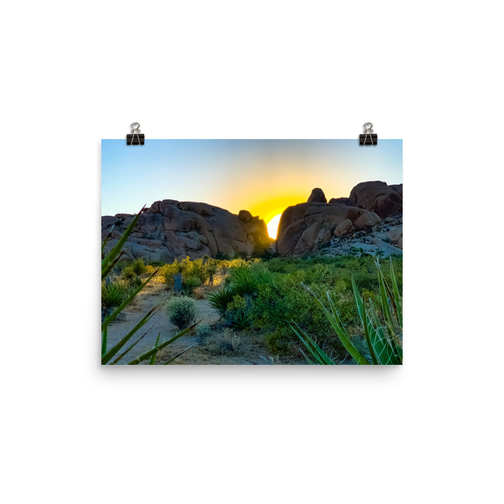 Sunset Joshua Tree