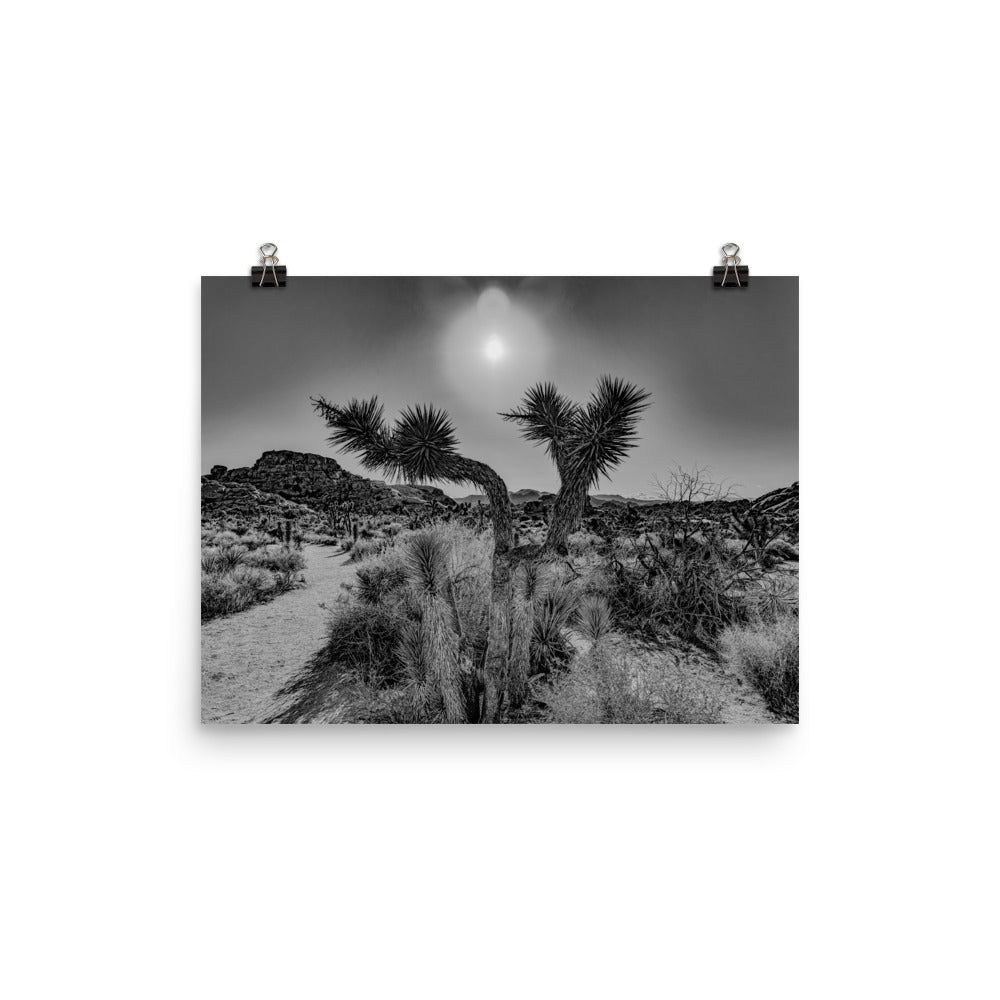 Joshua Tree in full bloom