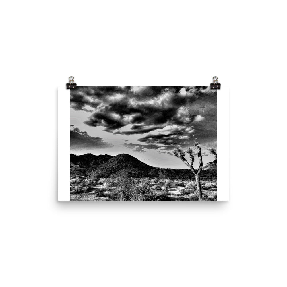 B&W Joshua Tree