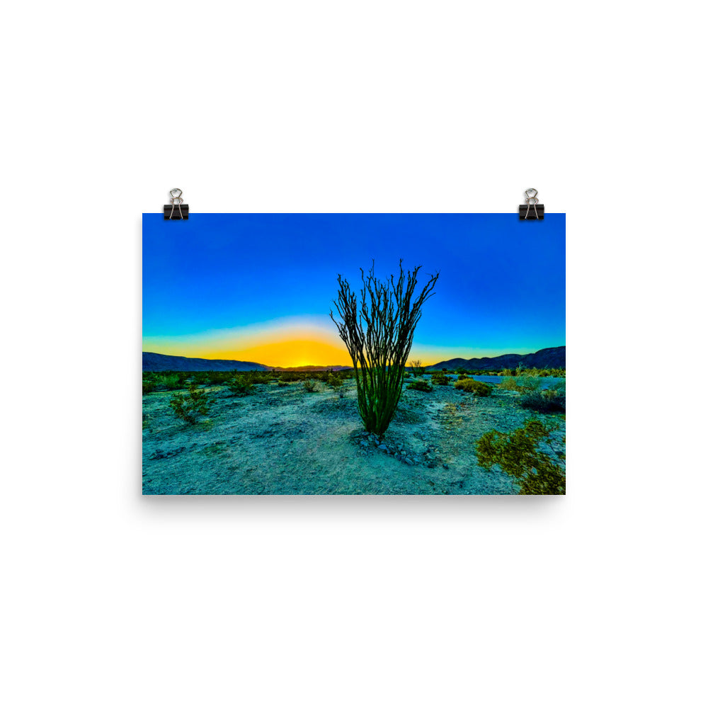 Ocotillo Patch Joshua Tree