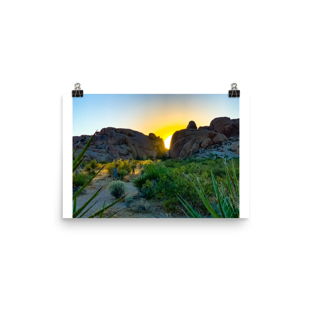 Sunset Joshua Tree