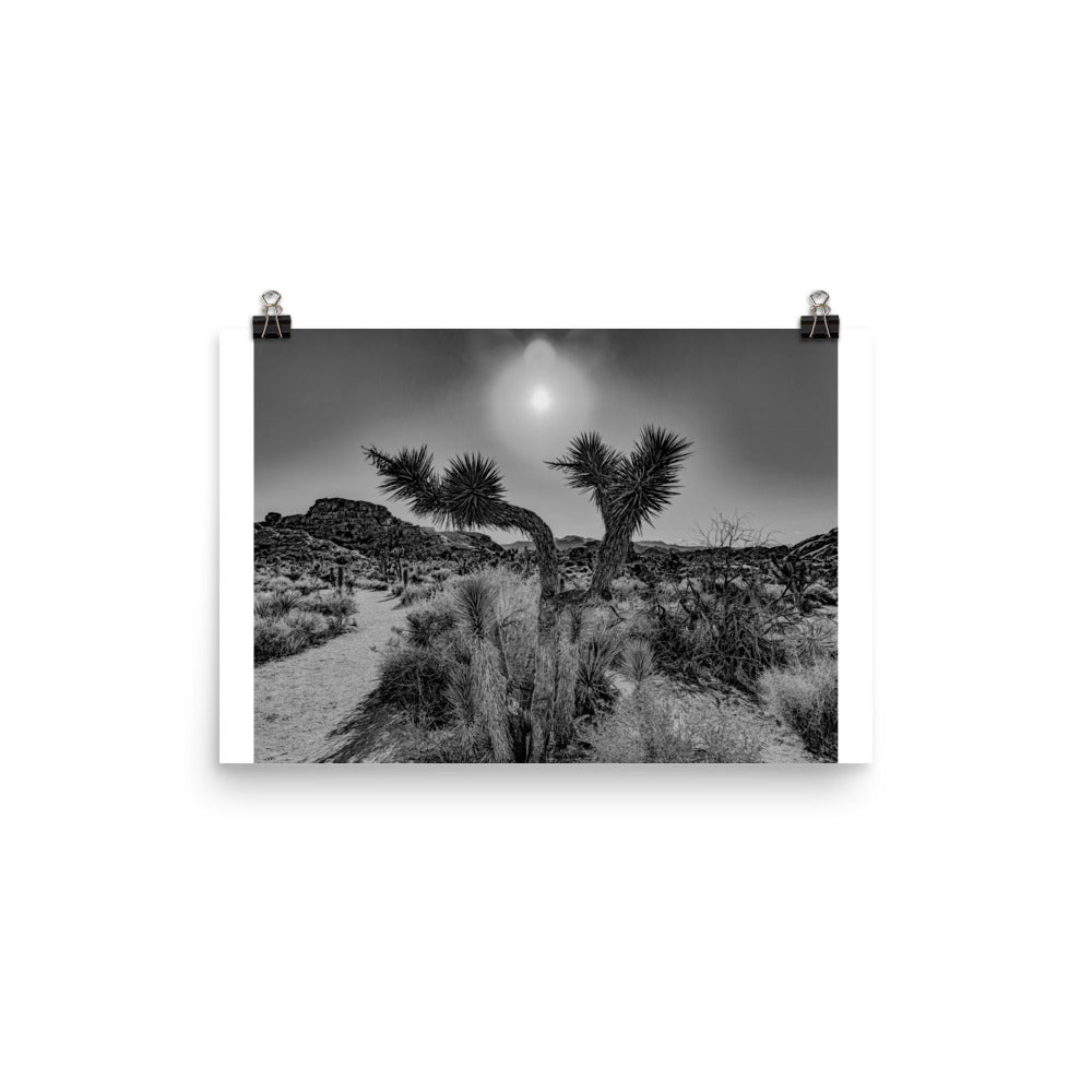 Joshua Tree in full bloom