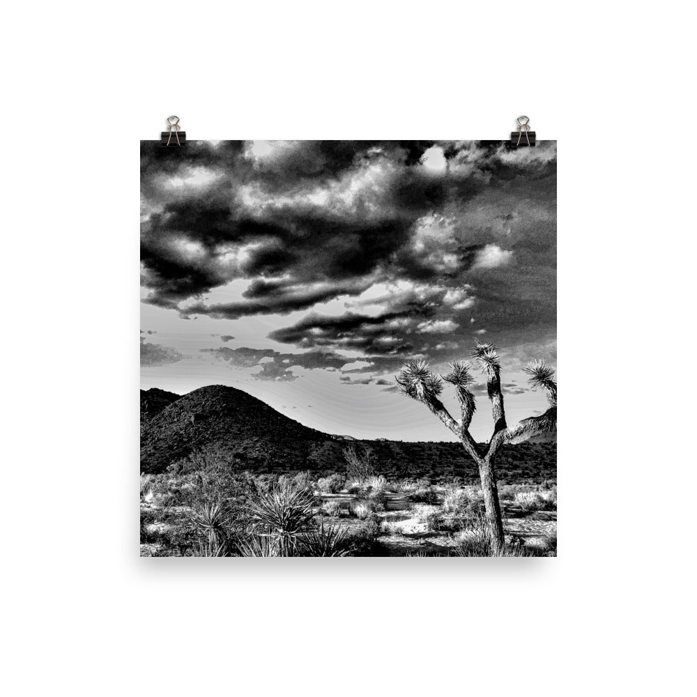 B&W Joshua Tree