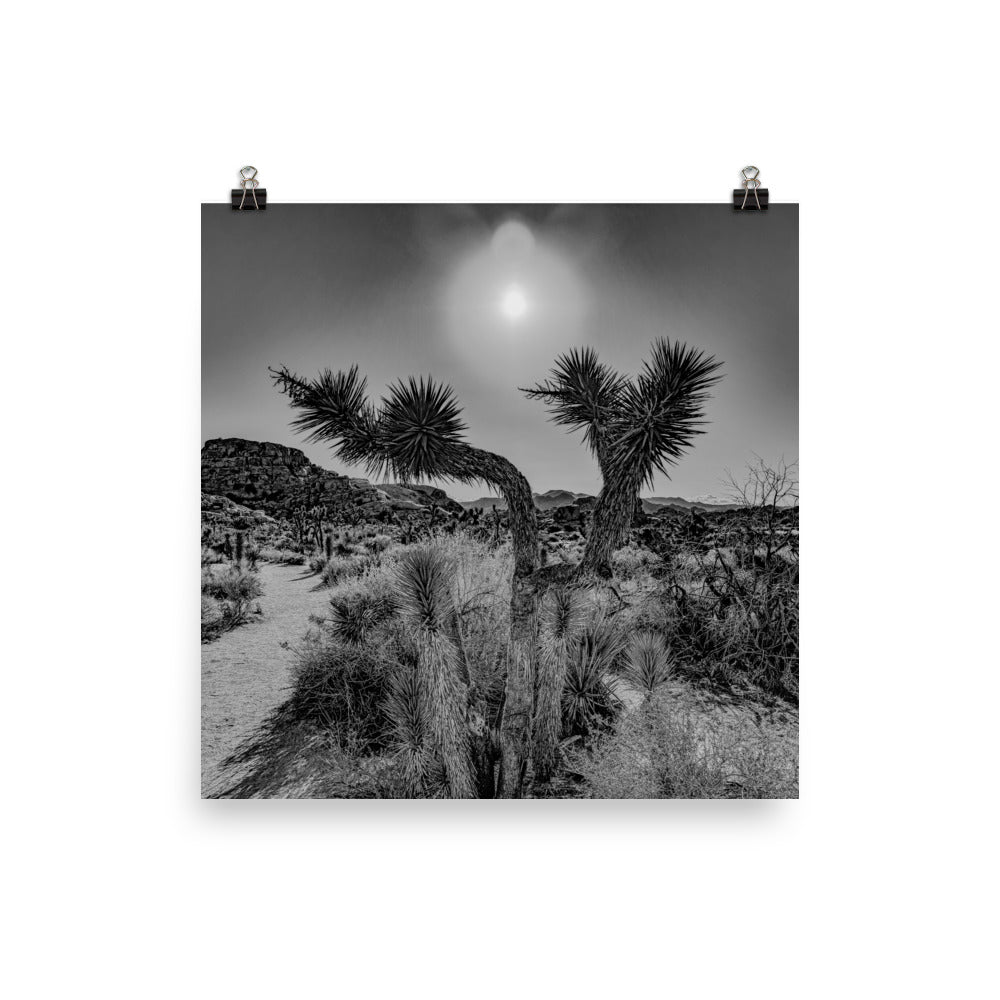 Joshua Tree in full bloom