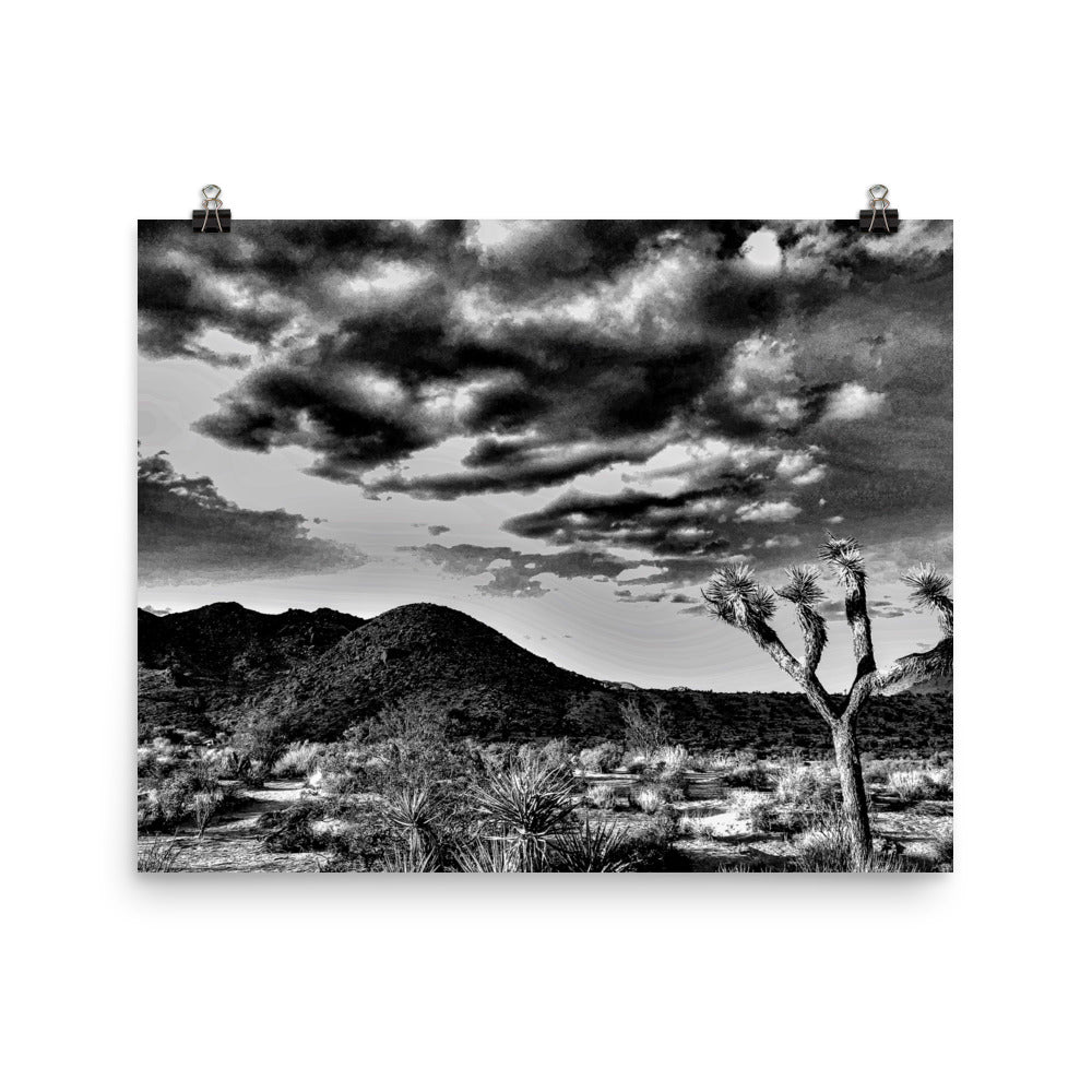 B&W Joshua Tree