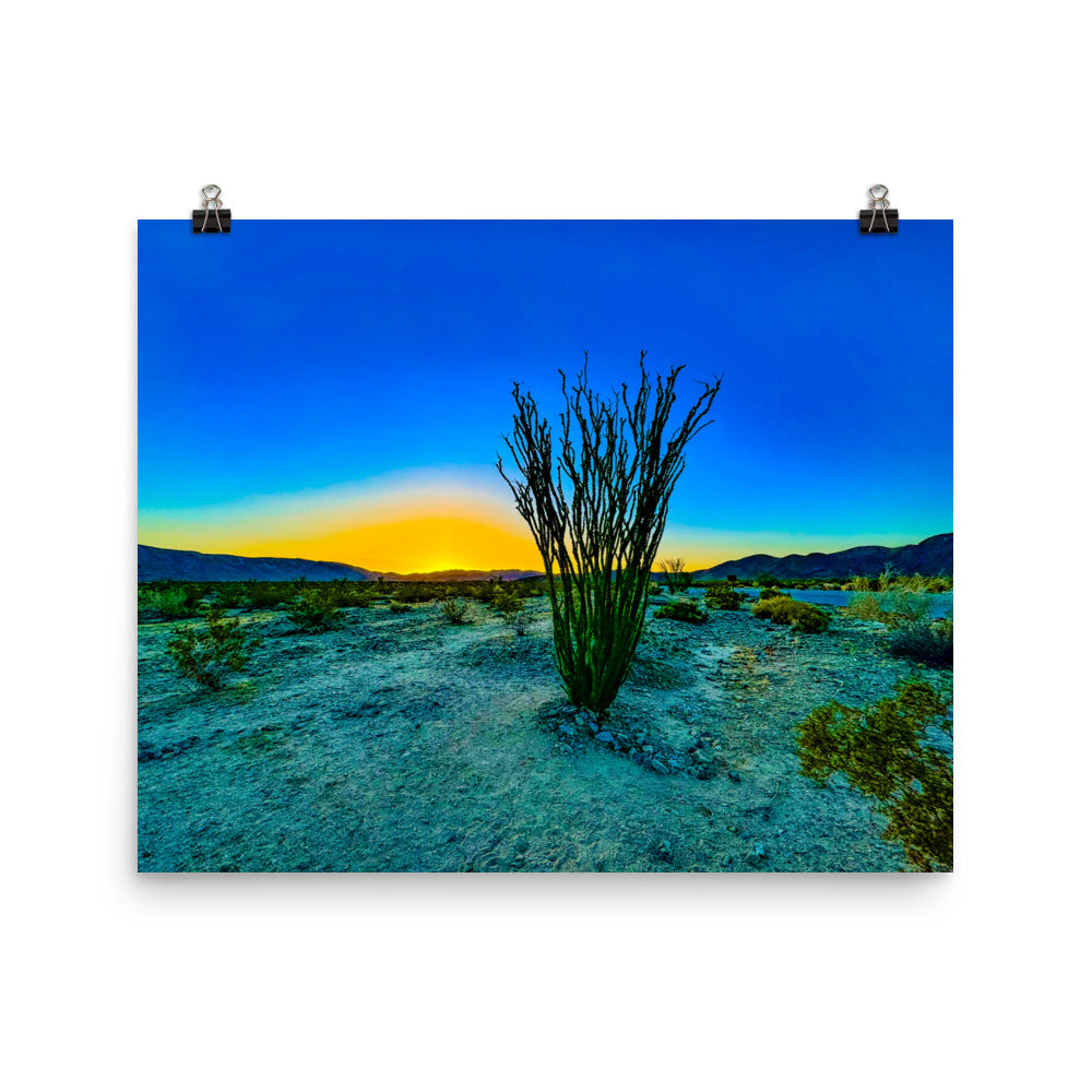 Ocotillo Patch Joshua Tree