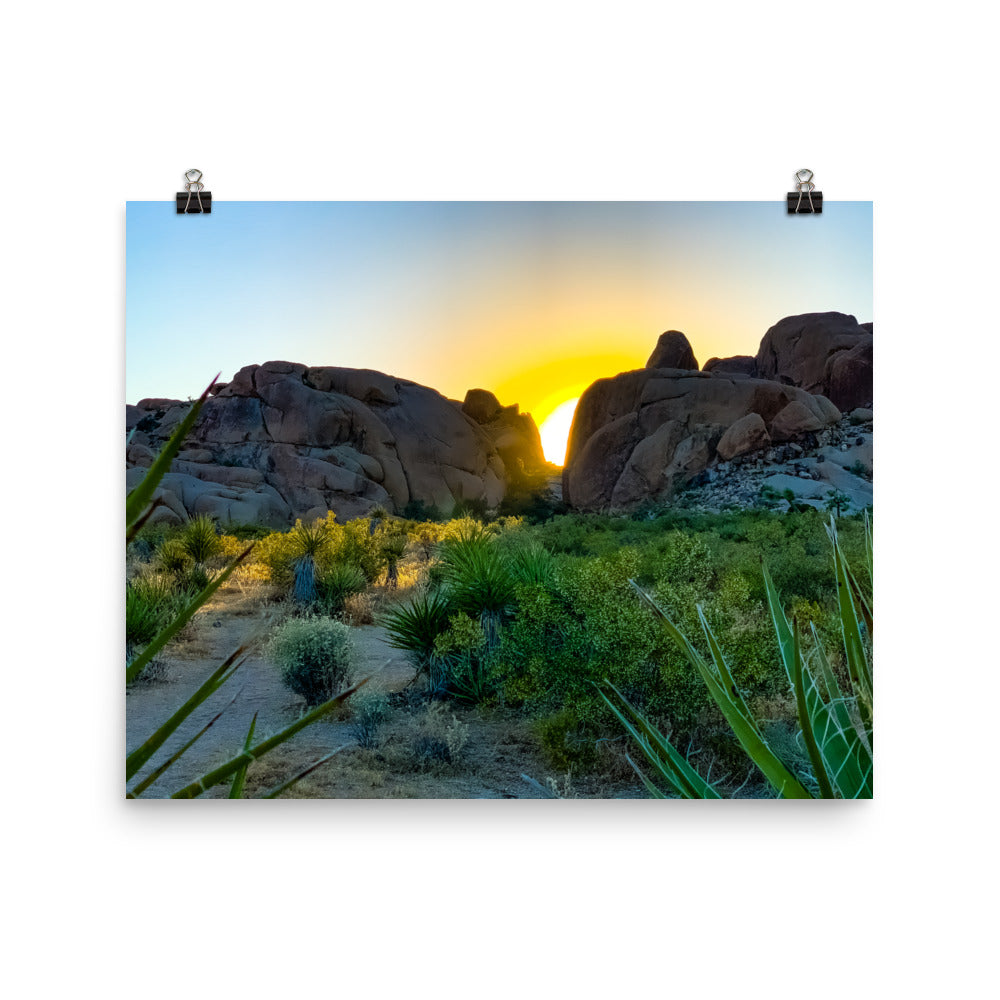 Sunset Joshua Tree