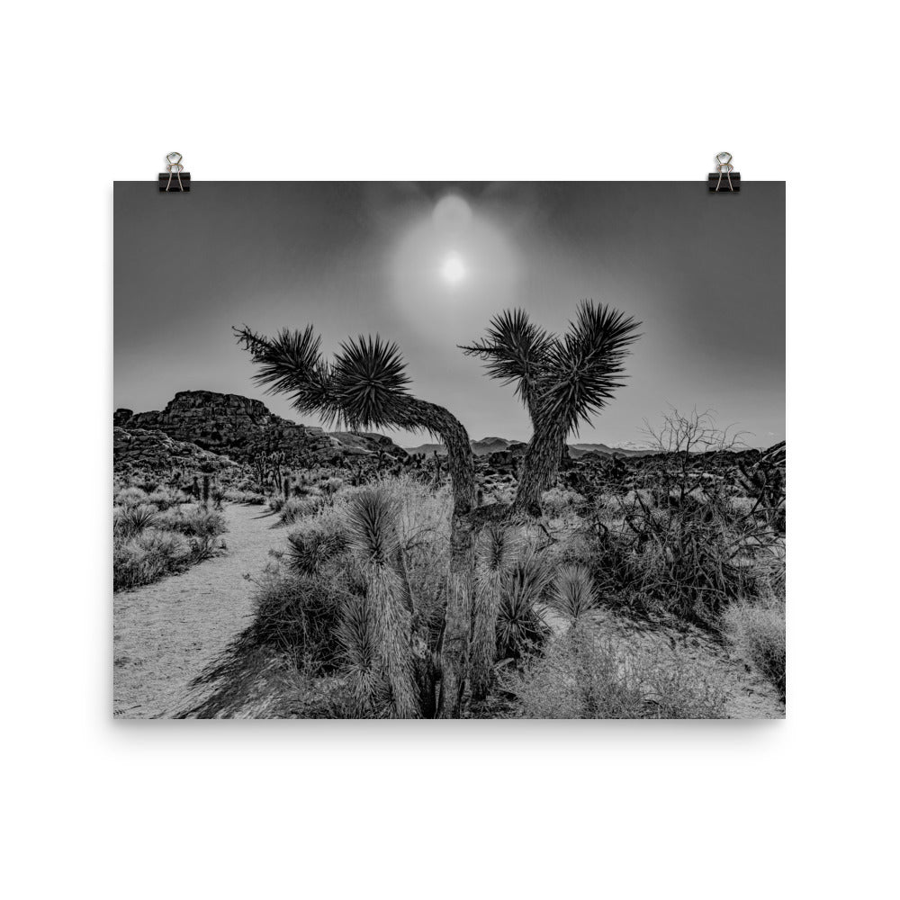 Joshua Tree in full bloom