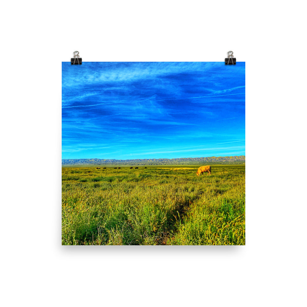 Carrizo Plains National Park