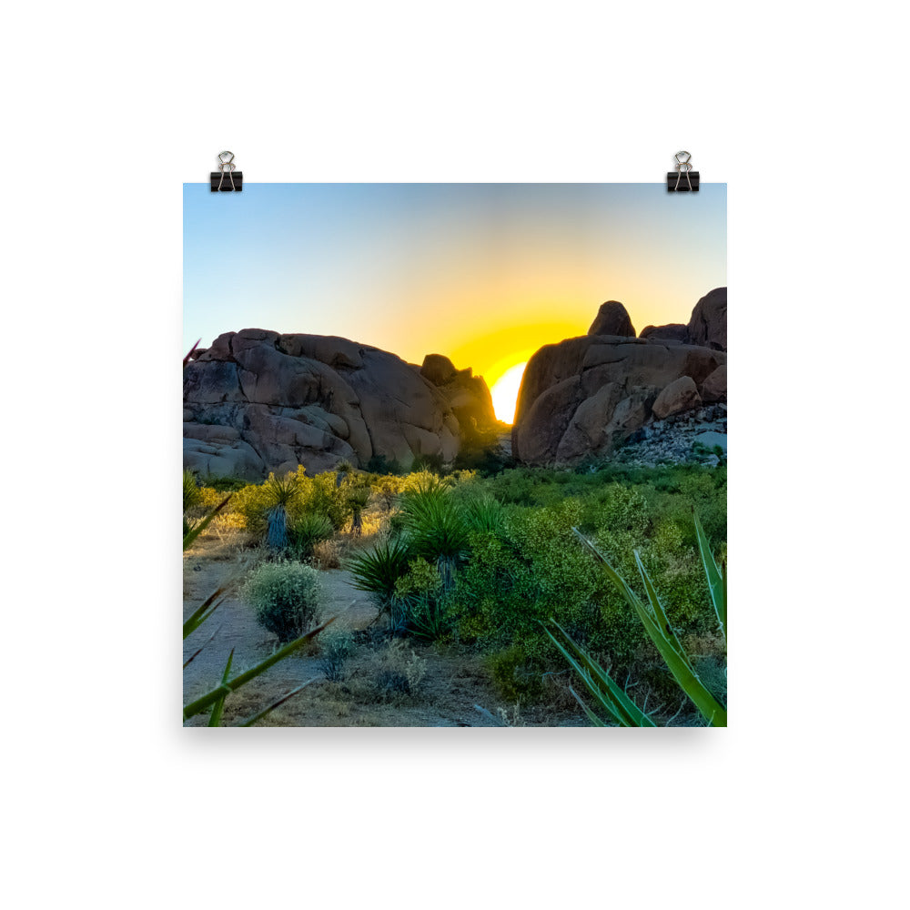 Sunset Joshua Tree
