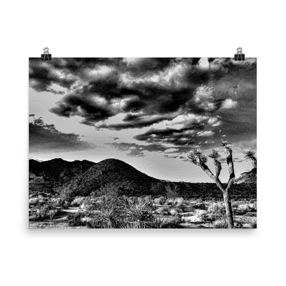 B&W Joshua Tree