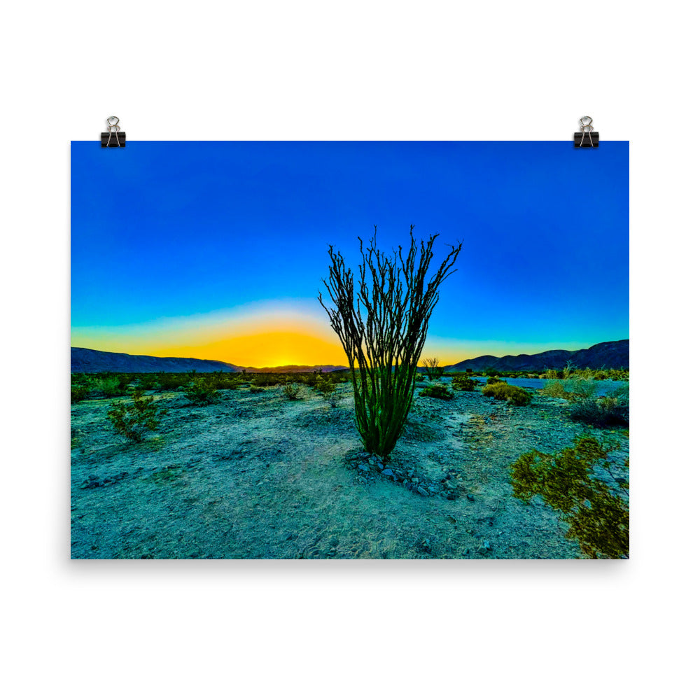 Ocotillo Patch Joshua Tree