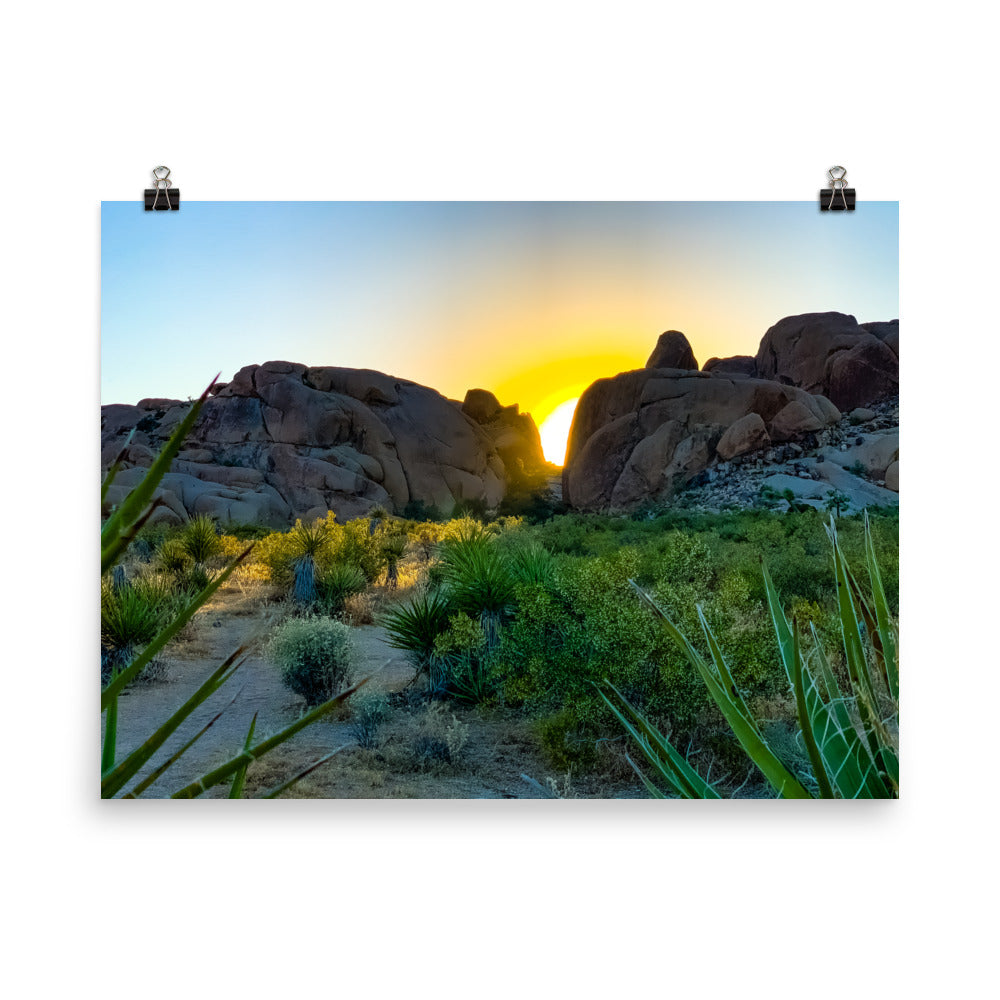 Sunset Joshua Tree
