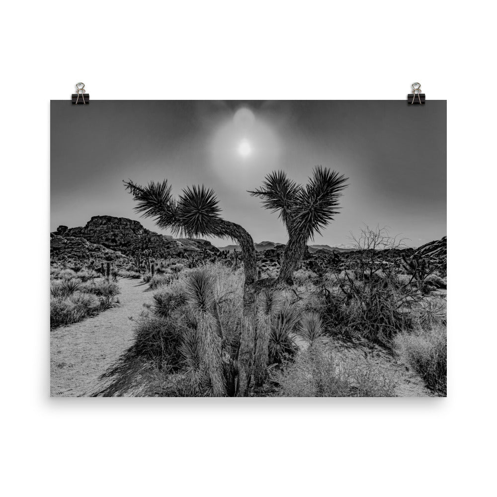 Joshua Tree in full bloom