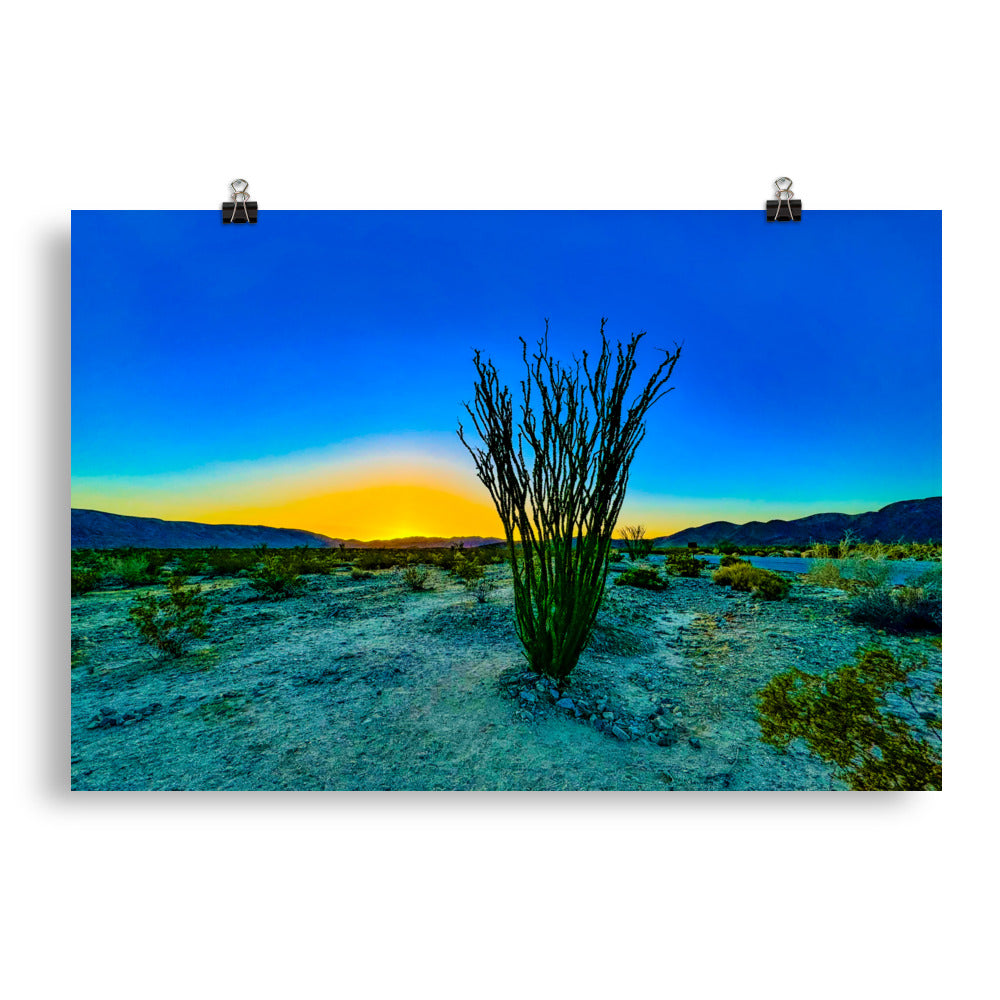 Ocotillo Patch Joshua Tree