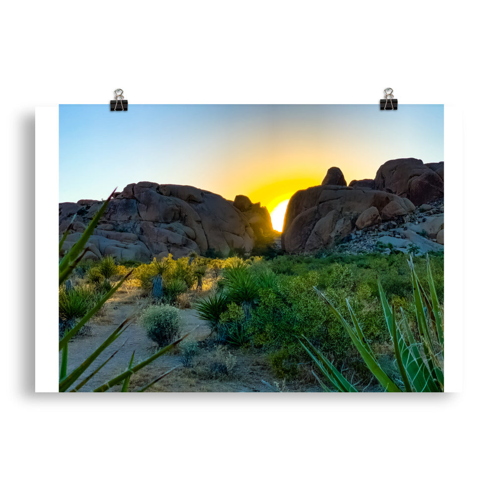 Sunset Joshua Tree