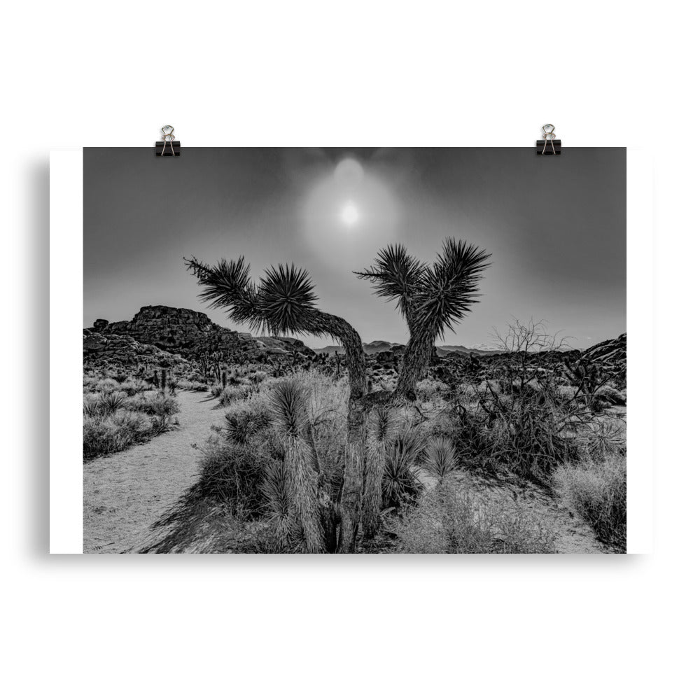 Joshua Tree in full bloom