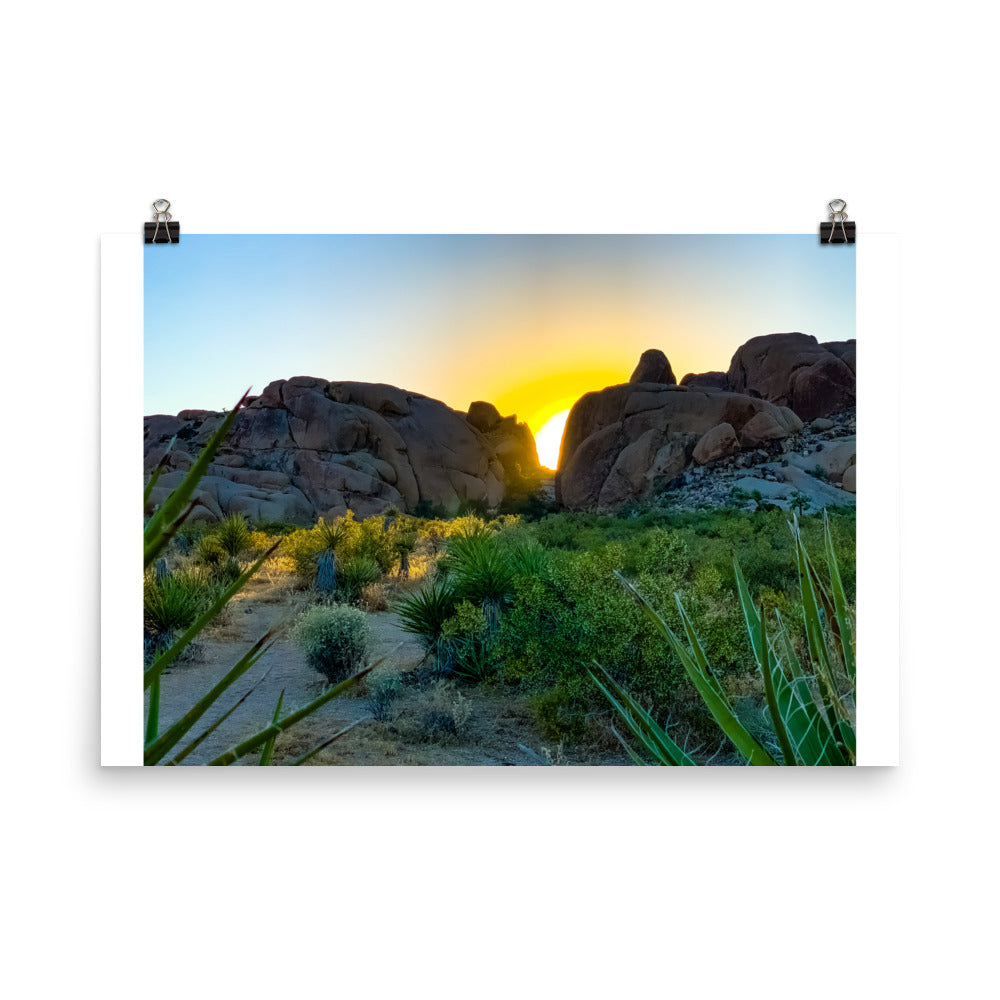 Sunset Joshua Tree