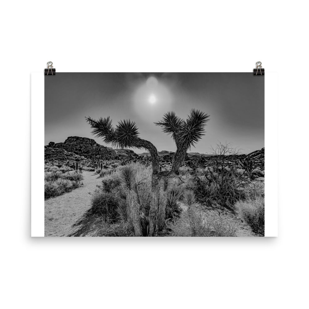 Joshua Tree in full bloom