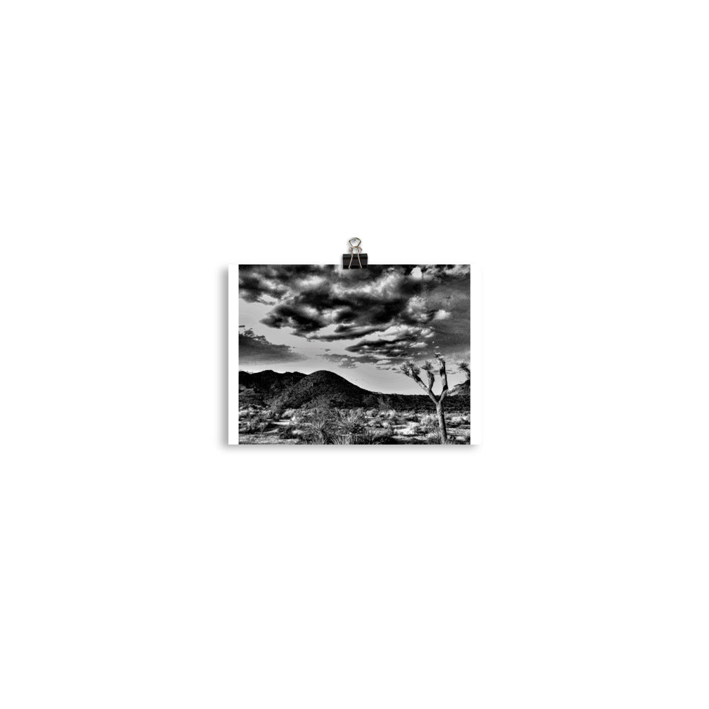 B&W Joshua Tree