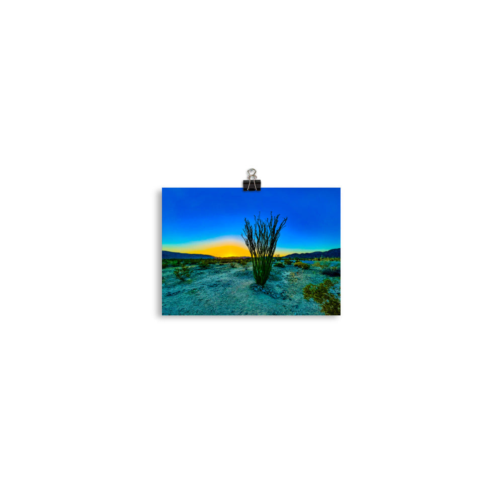 Ocotillo Patch Joshua Tree