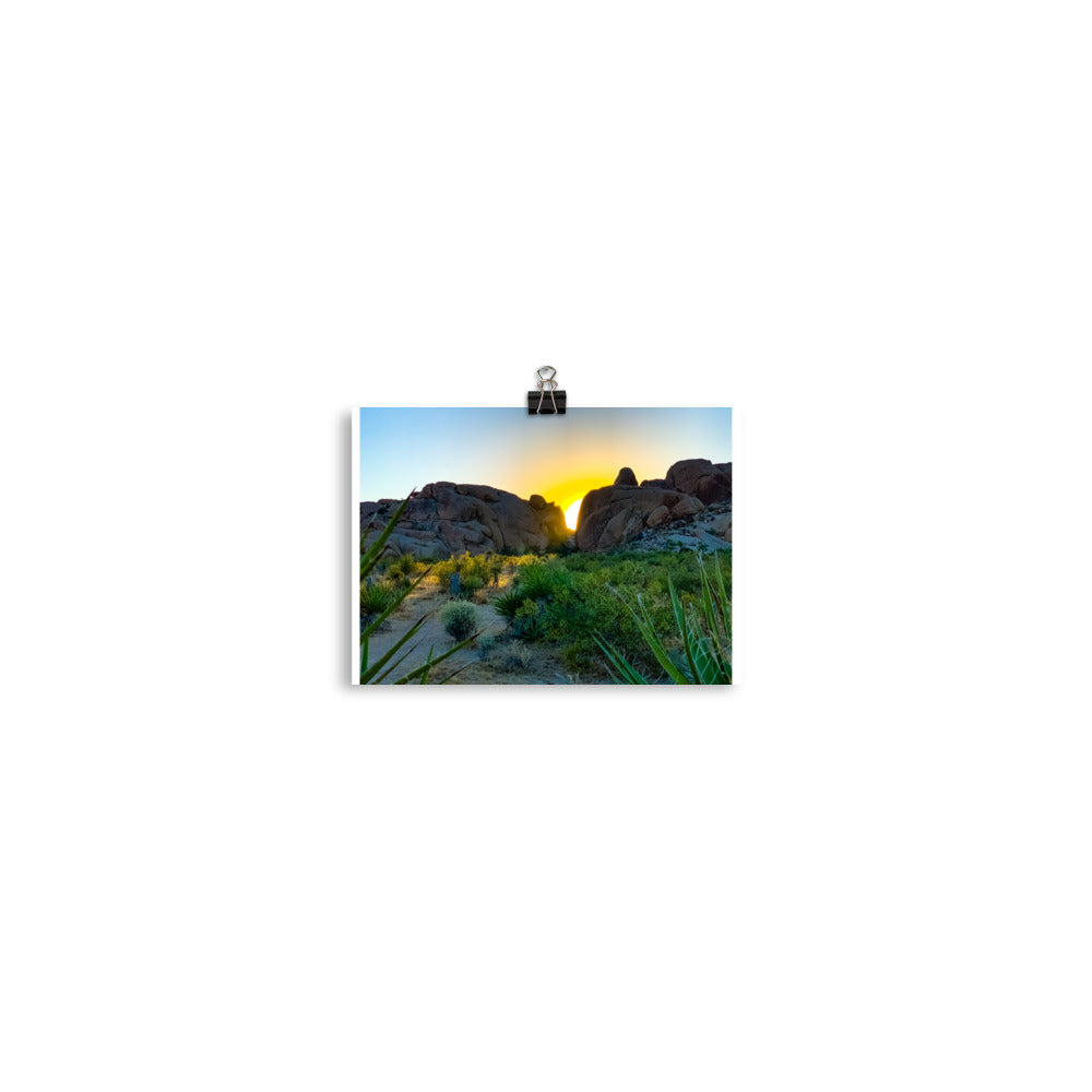 Sunset Joshua Tree