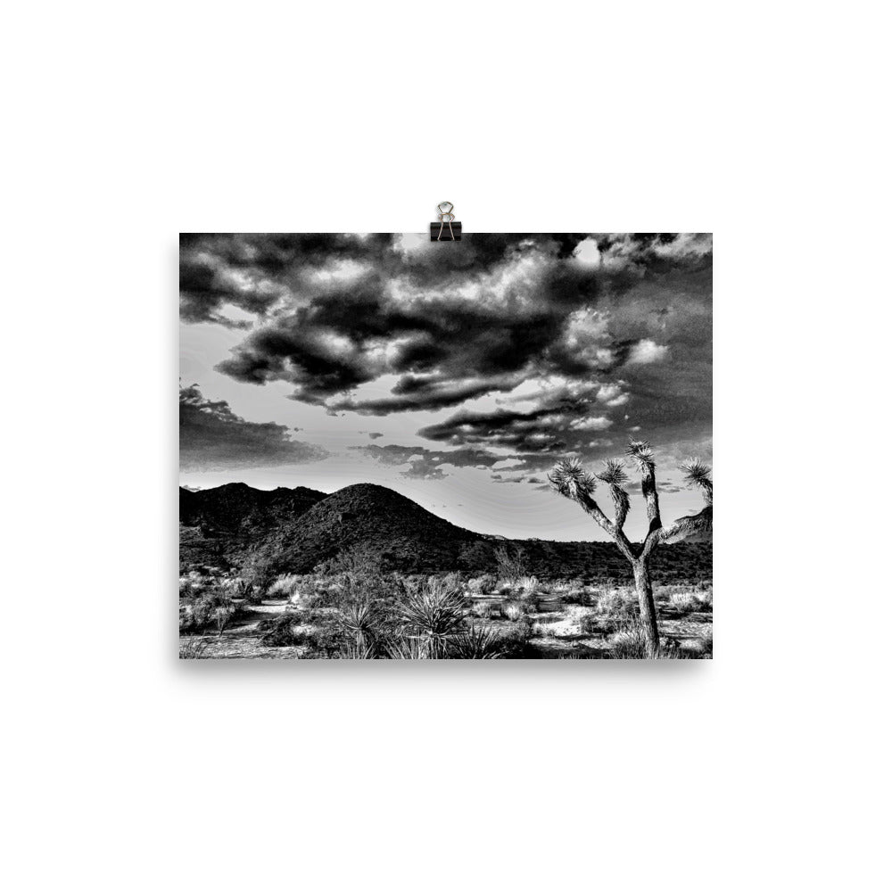B&W Joshua Tree
