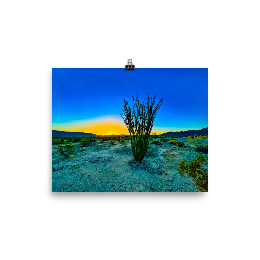 Ocotillo Patch Joshua Tree