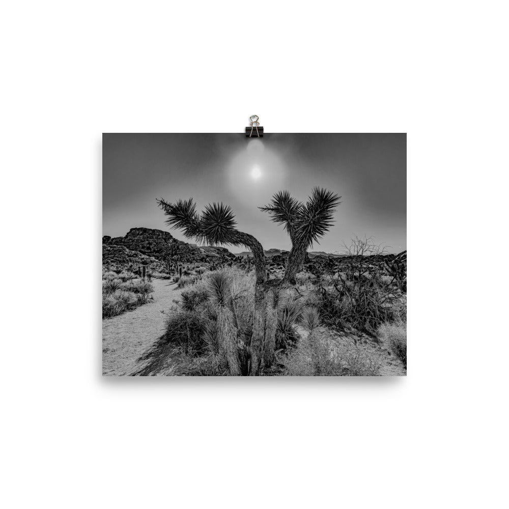 Joshua Tree in full bloom